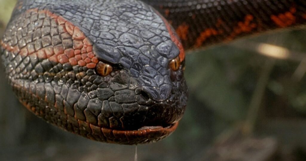 Anaconda is getting rebooted... as a 'meta movie' starring Jack Black and Paul Rudd